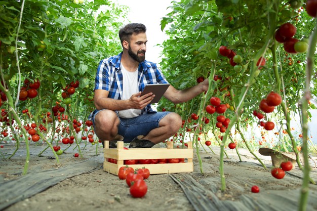 Transformação digital: Como aplicar na agricultura